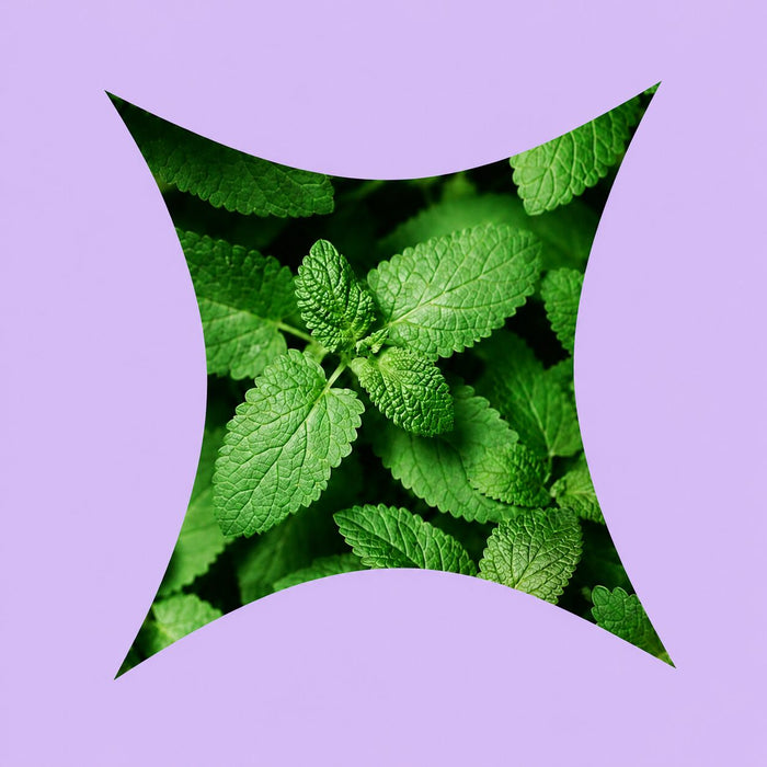 7 extractos de plantas